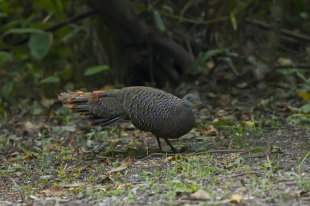 Grey Pheasant bird on the groundの写真素材