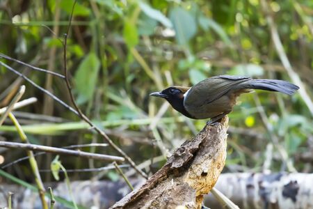 Laughingthrust  bird on the treeの写真素材