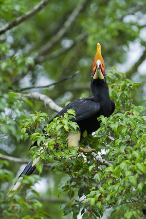  Hornbill bird on the treeの写真素材