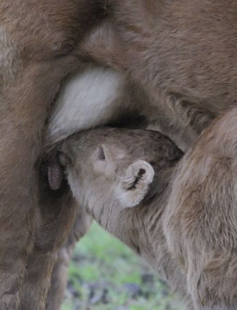 A suckling calfの写真素材