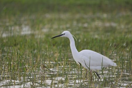 Egretta garzettaの写真素材