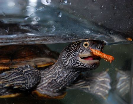 Graptemys kohniiの写真素材