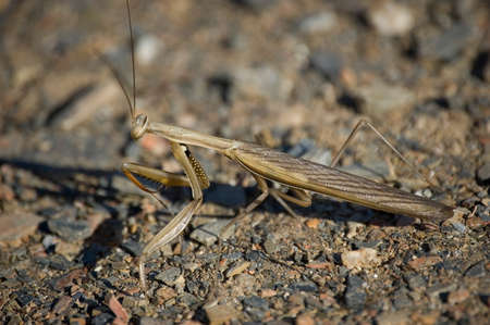 Praying mantisの写真素材