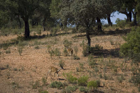 Two deer in a huntingの写真素材