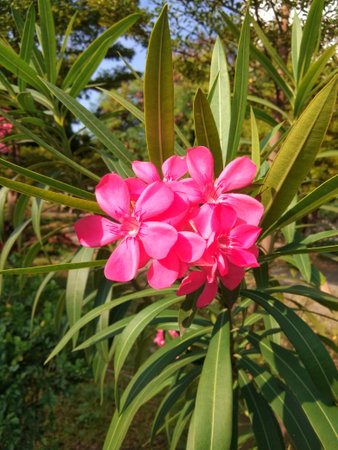 Nerium oleander L. blooms in the garden, Indonesia