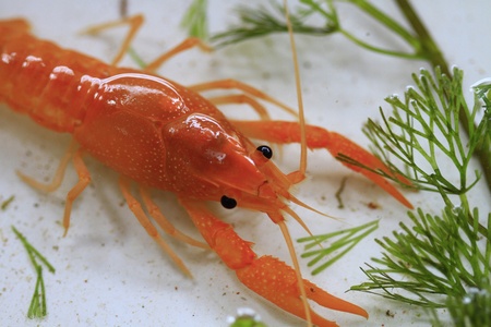 red shrimp の写真素材