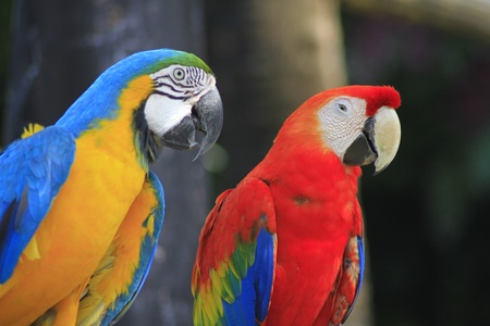 Colorful Macaw の写真素材