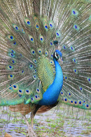 Portrait of Peacock with Feathers Outの写真素材