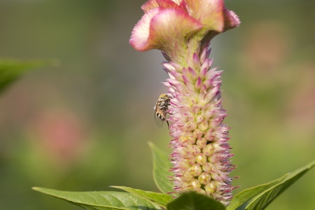 bee on Cockscomb flowers