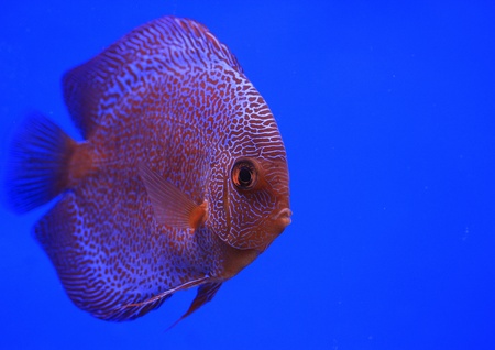  discus fish の写真素材