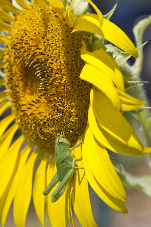 Green grasshopper isolated on sunflowerの写真素材