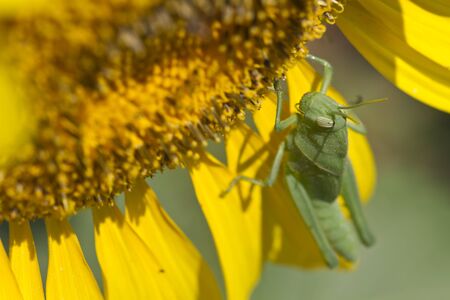 Green grasshopper isolated on sunflowerの写真素材