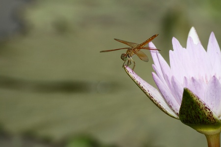 Dragonfly on water lilyの写真素材