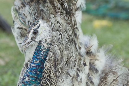 Portrait of Peacock with Feathers Out
