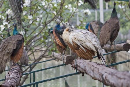 Peacock の写真素材