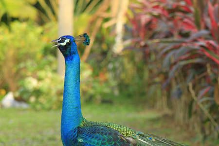 Portrait of Peacock with Feathers Out