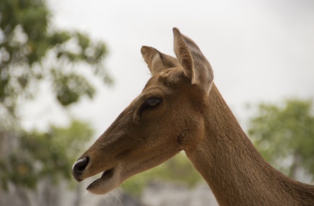 head of fawnの写真素材