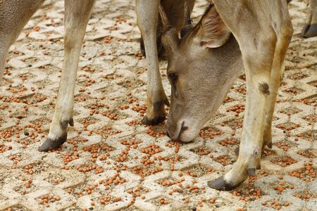 young deer eatingの写真素材
