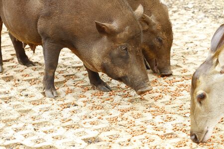 Closeup shoot of Wild Boar and young deerの写真素材