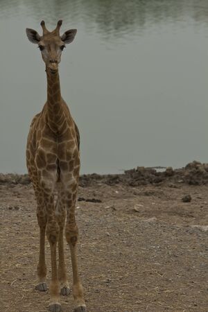 Giraffes in  park,Thailandの写真素材