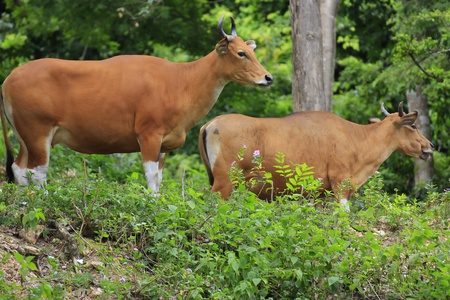 Close Up Portrait of Banteng or Red Bull