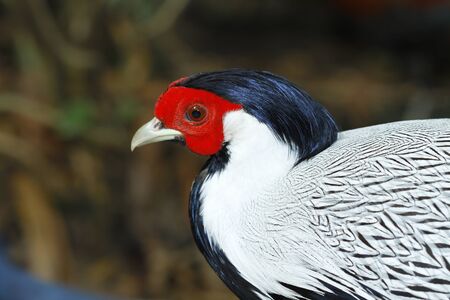 Close Up Portrait of a Roosterの写真素材