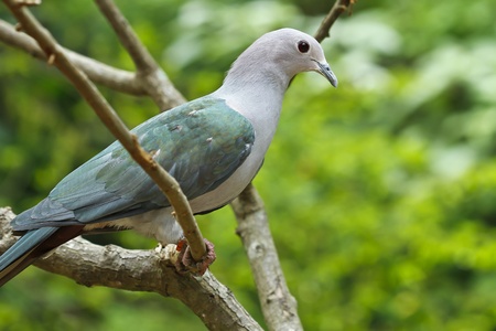 Victoria Crowned Pigeon 