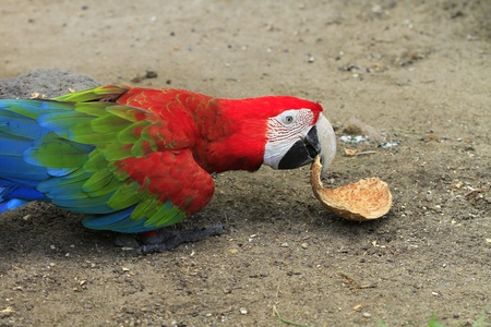 Macaw parrotの写真素材