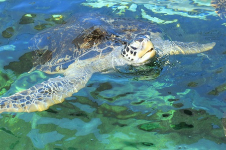green sea turtle 