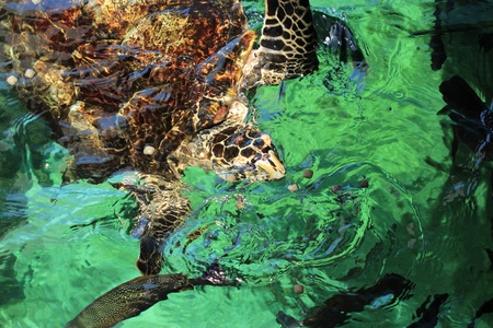 green sea turtle swimming 