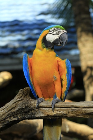 colorful macaw perched on a tree branchの写真素材