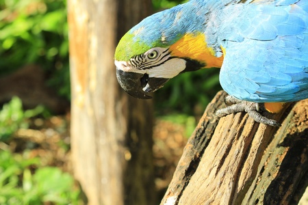 Closeup of macaw parrot