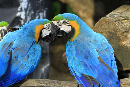 colorful macaws sitting in a treeの写真素材