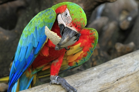 colorful macaw perched on a tree branch
