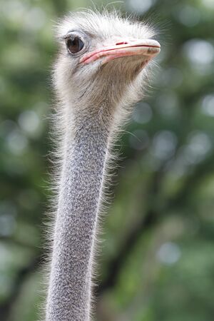 Ostrich