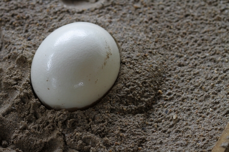 egg of Ostrichの写真素材