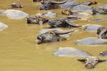 group of water buffaloの写真素材