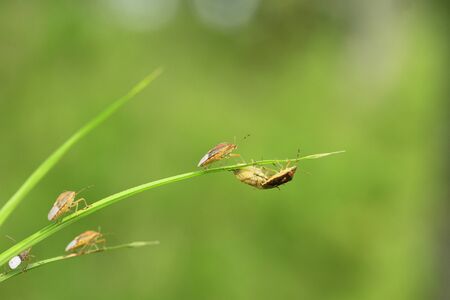 Green grass background with insectの写真素材