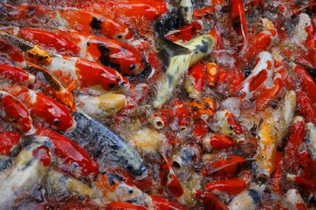 Colorful Koi or carp  fish in waterの写真素材