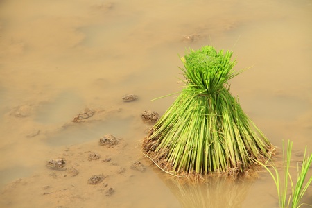 Rice cultivation , thailand の写真素材