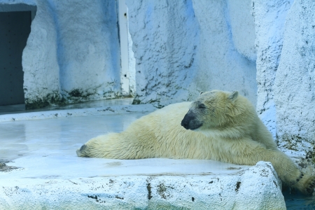 White polar bear in water の写真素材