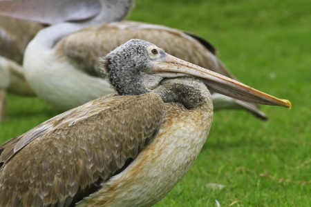 Spot Billed Pelican の写真素材