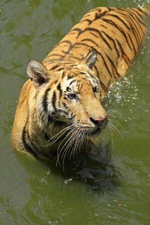 tigers  in water 