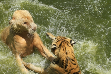 tigers and lioness play in waterの写真素材