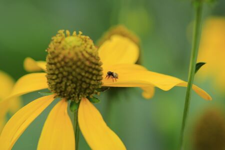 small spider standing on the yellow flower