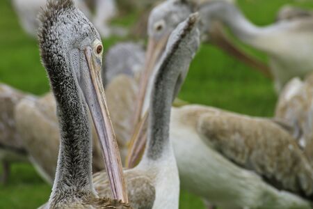 Spot Billed Pelicansの写真素材