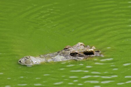 Crocodile with mouth open head above waterの写真素材