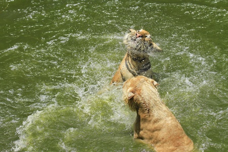tigers and lioness play in waterの写真素材