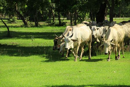 cows の写真素材