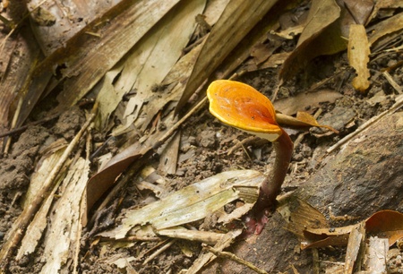 Mushrooms in the forest